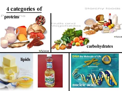 how are lipids similar to protein carbs and nucleic acid